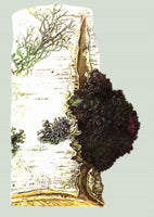 SIBIRISCHER WILD CHAGA PILZ (BROCKEN) Schiefer Schillerporling (Inonotus Obliquus)