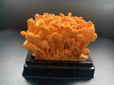 CORDYCEPS / PUPPENKERNKEULE (Cordyceps Militaris) (Bio) Pulver & Pilze China Kultiviert