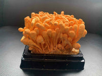 CORDYCEPS MILITARIS EXTRAKT (>10/30% Polysaccharide) Verhältnis 1:5/1:15