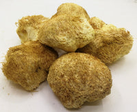 LÖWENMÄHNE / IGEL-STACHELBART / YAMABUSHITAKE (Hericium erinaceus) Pilze & Pulver