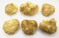 LÖWENMÄHNE / IGEL-STACHELBART / YAMABUSHITAKE (Hericium erinaceus) Pilze & Pulver
