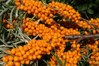 BIO SANDDORN ÖL GELKAPSELN Omega-3 Hippophae rhamnoide Sibirien (Altai)