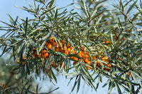 BIO SANDDORN ÖL GELKAPSELN Omega-3 Hippophae rhamnoide Sibirien (Altai)