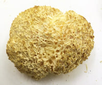LÖWENMÄHNE / IGEL-STACHELBART / YAMABUSHITAKE (Hericium erinaceus) Pilze & Pulver