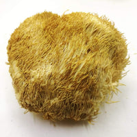 LÖWENMÄHNE / IGEL-STACHELBART / YAMABUSHITAKE (Hericium erinaceus) Pilze & Pulver