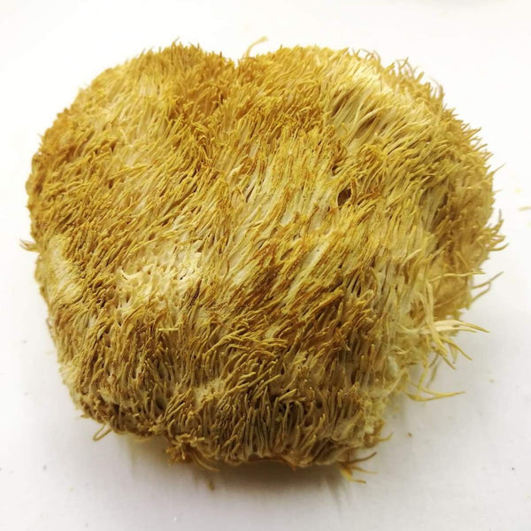 LÖWENMÄHNE / IGEL-STACHELBART / YAMABUSHITAKE (Hericium erinaceus) Pilze & Pulver