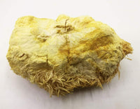 LÖWENMÄHNE / IGEL-STACHELBART / YAMABUSHITAKE (Hericium erinaceus) Pilze & Pulver